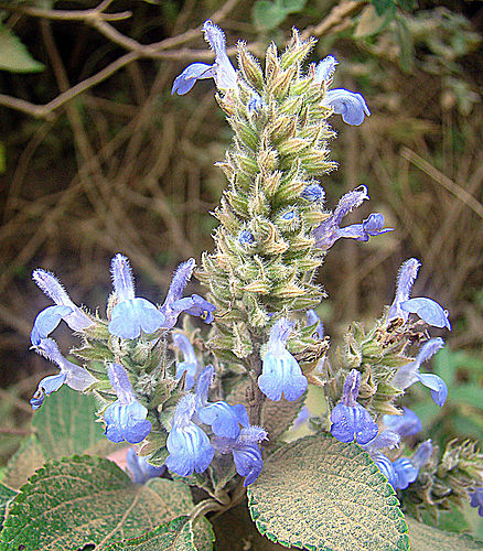 Salvia hispanica